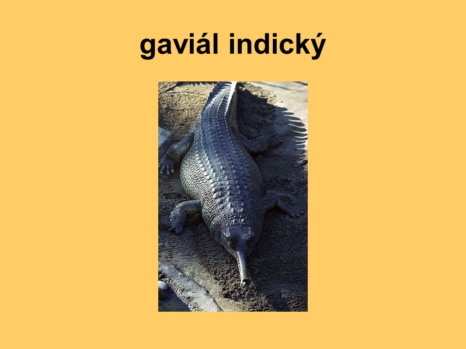 gaviál indický