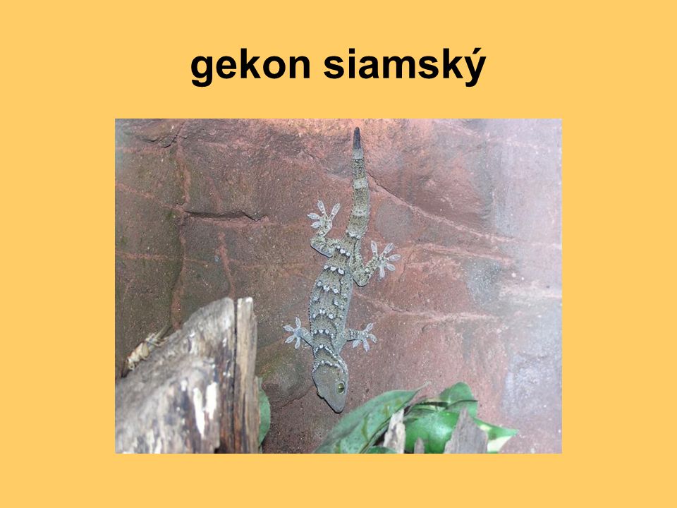 gekon siamský