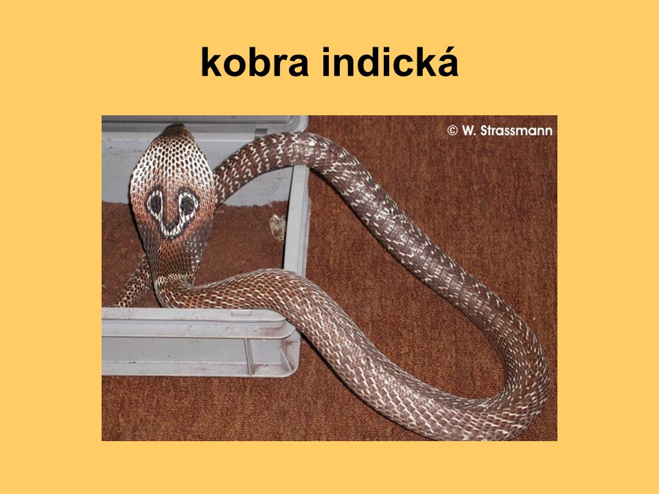 kobra indická