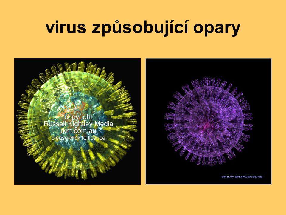 virus způsobující opary