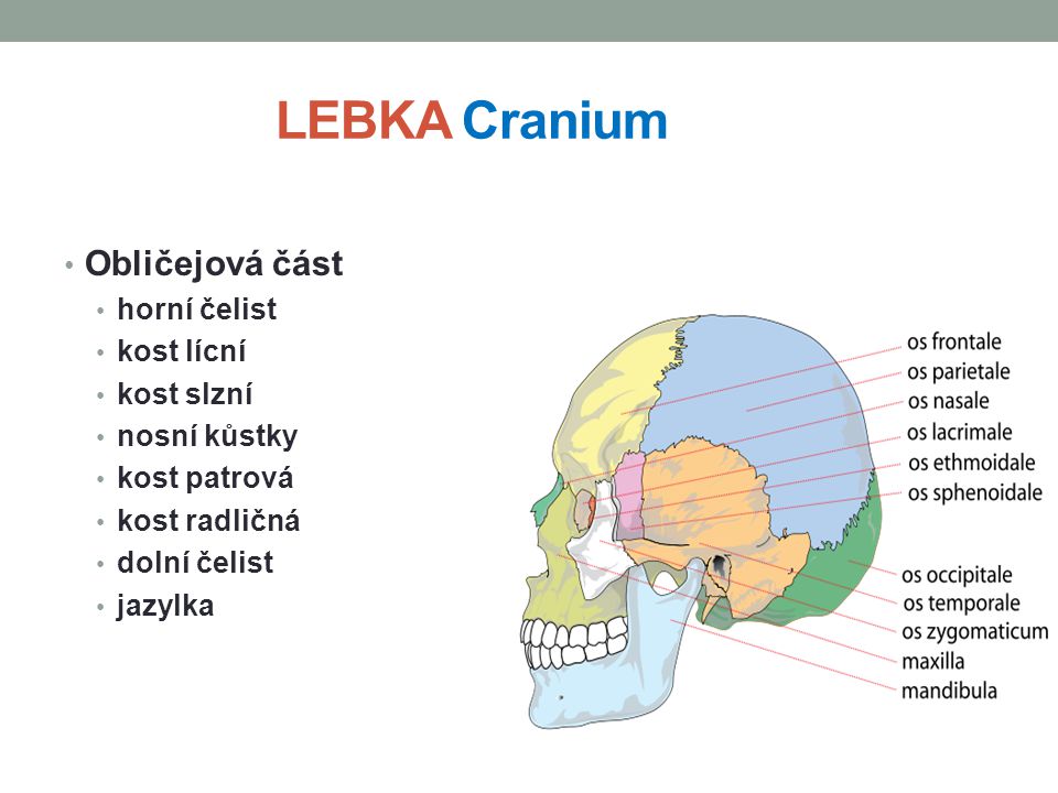 LEBKA Cranium Obličejová část horní čelist kost lícní kost slzní