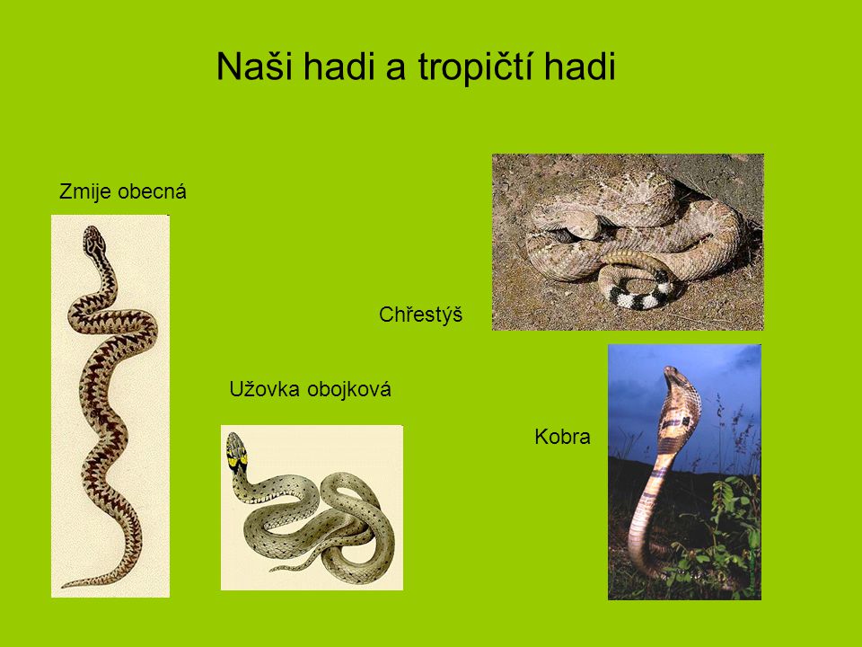 Naši hadi a tropičtí hadi
