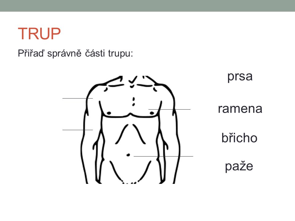 TRUP Přiřaď správně části trupu: prsa ramena břicho paže