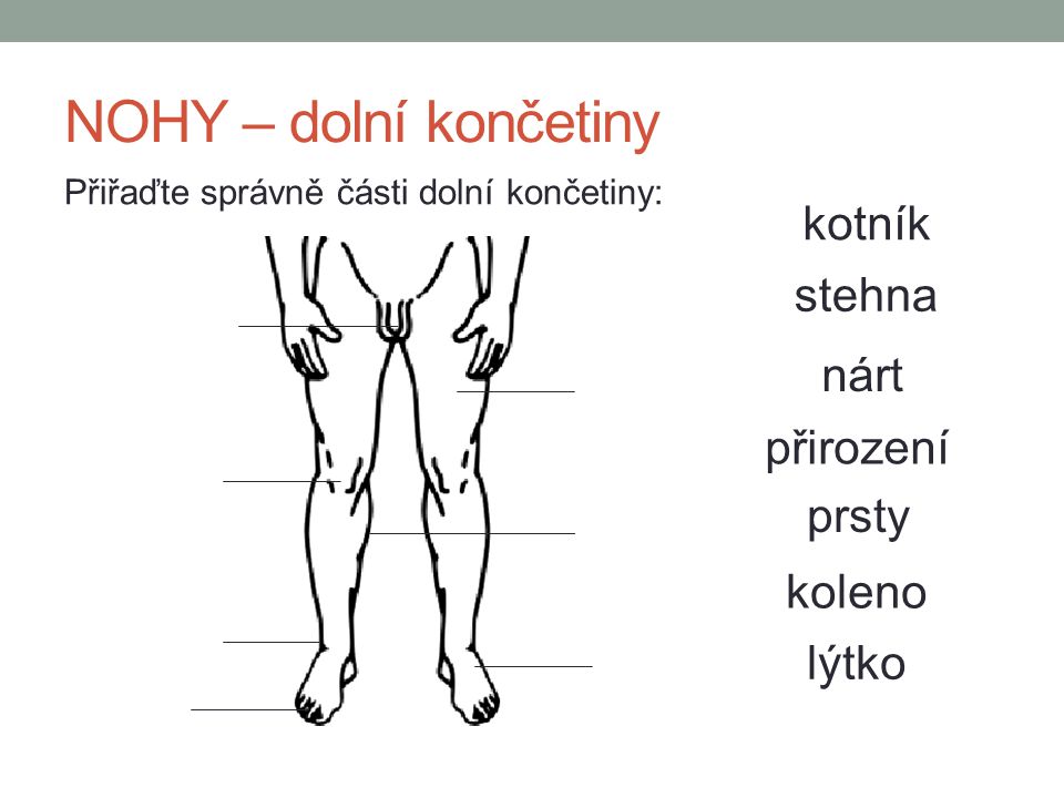NOHY – dolní končetiny kotník stehna nárt přirození prsty koleno lýtko