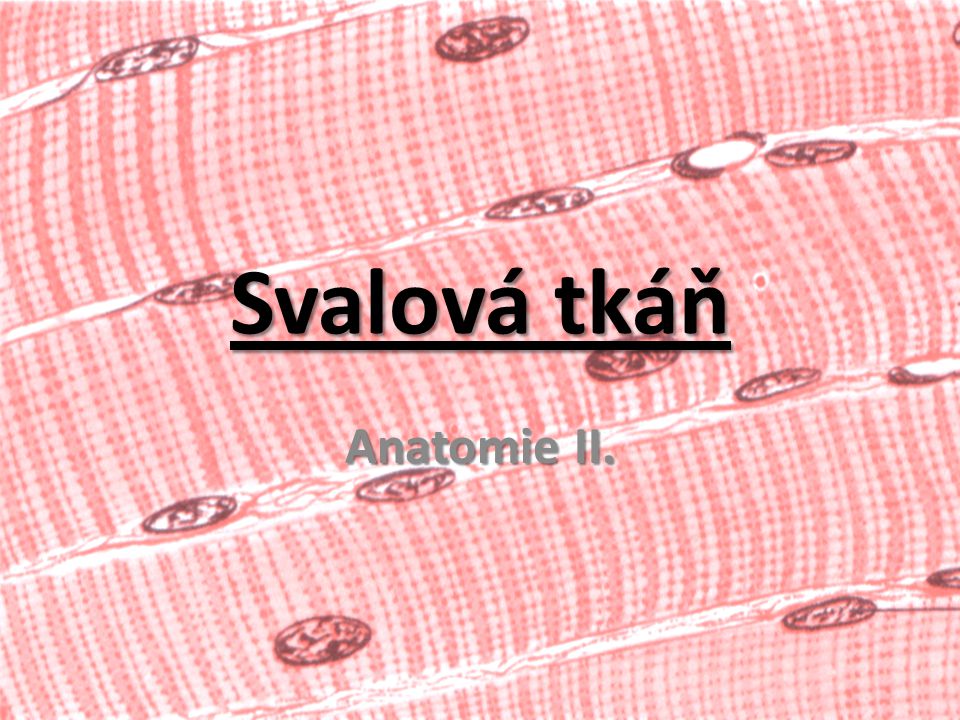 Svalová tkáň Anatomie II.