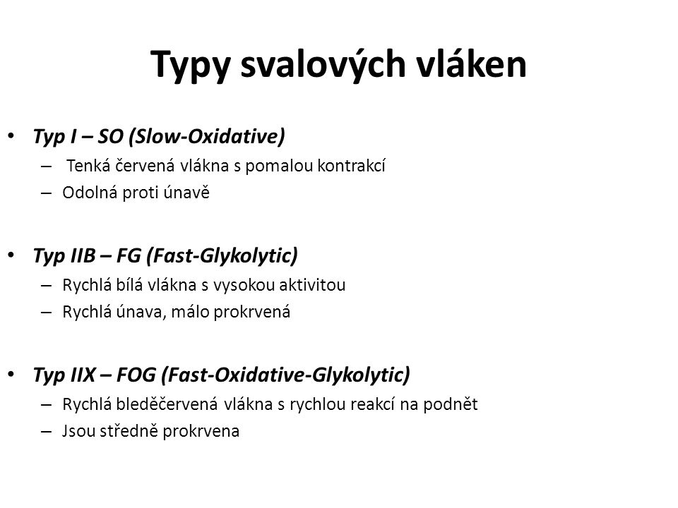 Typy svalových vláken Typ I – SO (Slow-Oxidative)