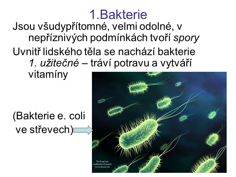 1.Bakterie Jsou všudypřítomné, velmi odolné, v nepříznivých podmínkách tvoří spory.