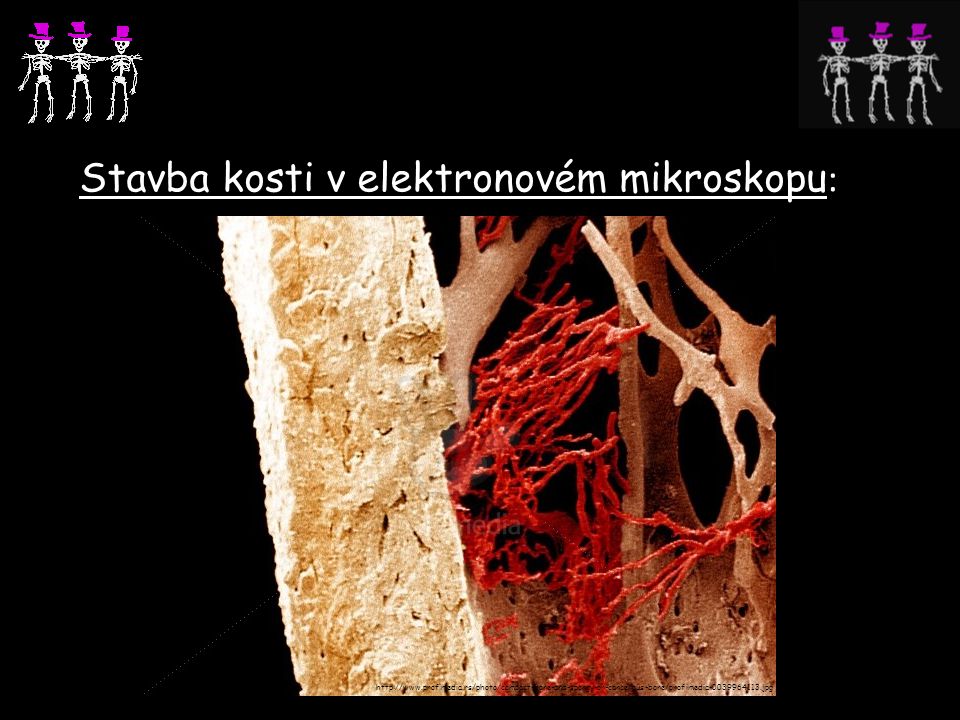 Stavba kosti v elektronovém mikroskopu: