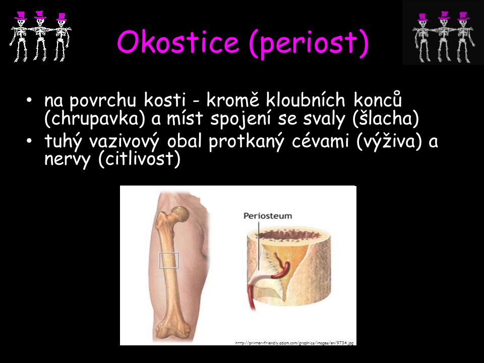 Okostice (periost) na povrchu kosti - kromě kloubních konců (chrupavka) a míst spojení se svaly (šlacha)