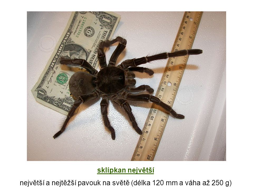 největší a nejtěžší pavouk na světě (délka 120 mm a váha až 250 g)