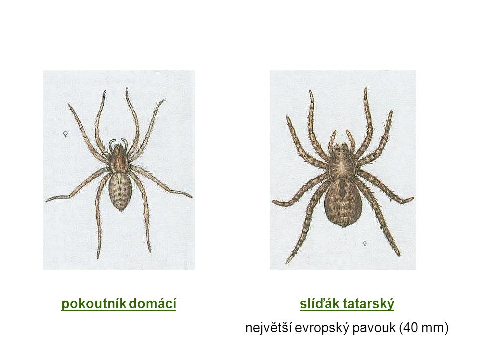 největší evropský pavouk (40 mm)