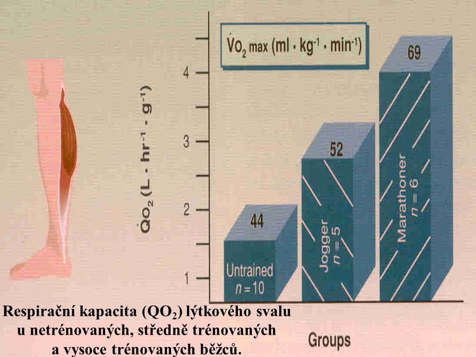 Respirační kapacita (QO2) lýtkového svalu