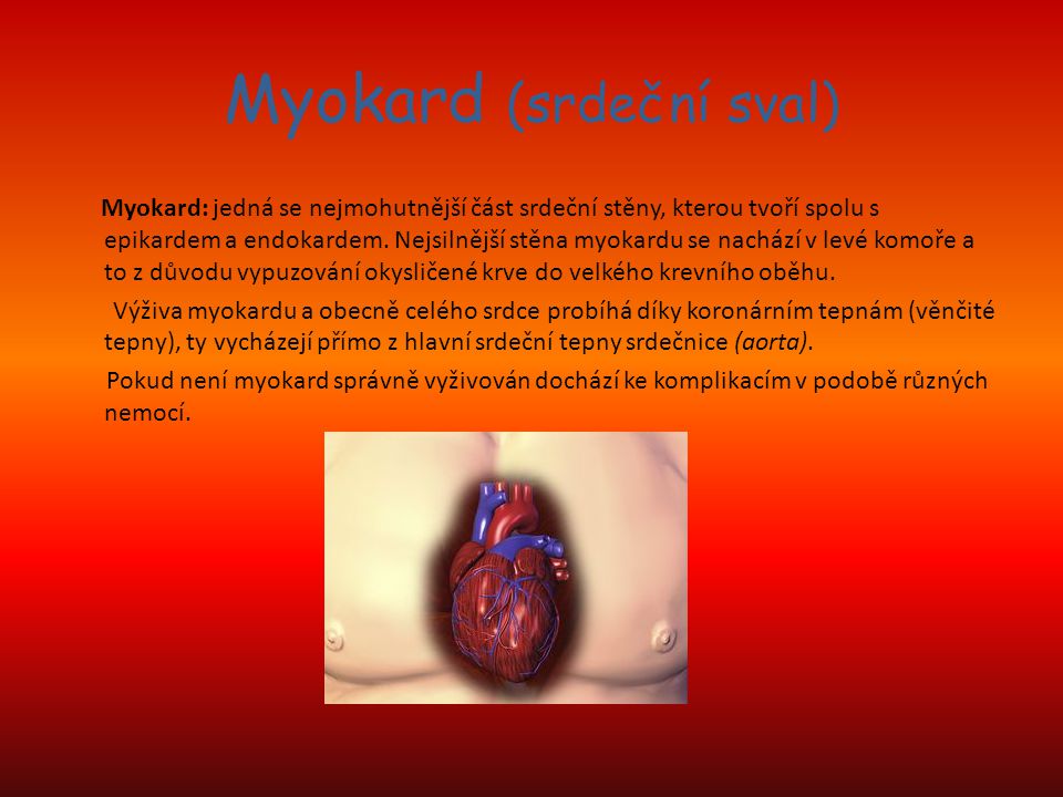 Myokard (srdeční sval)