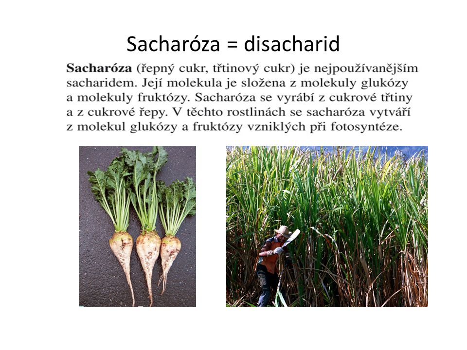 Sacharóza = disacharid