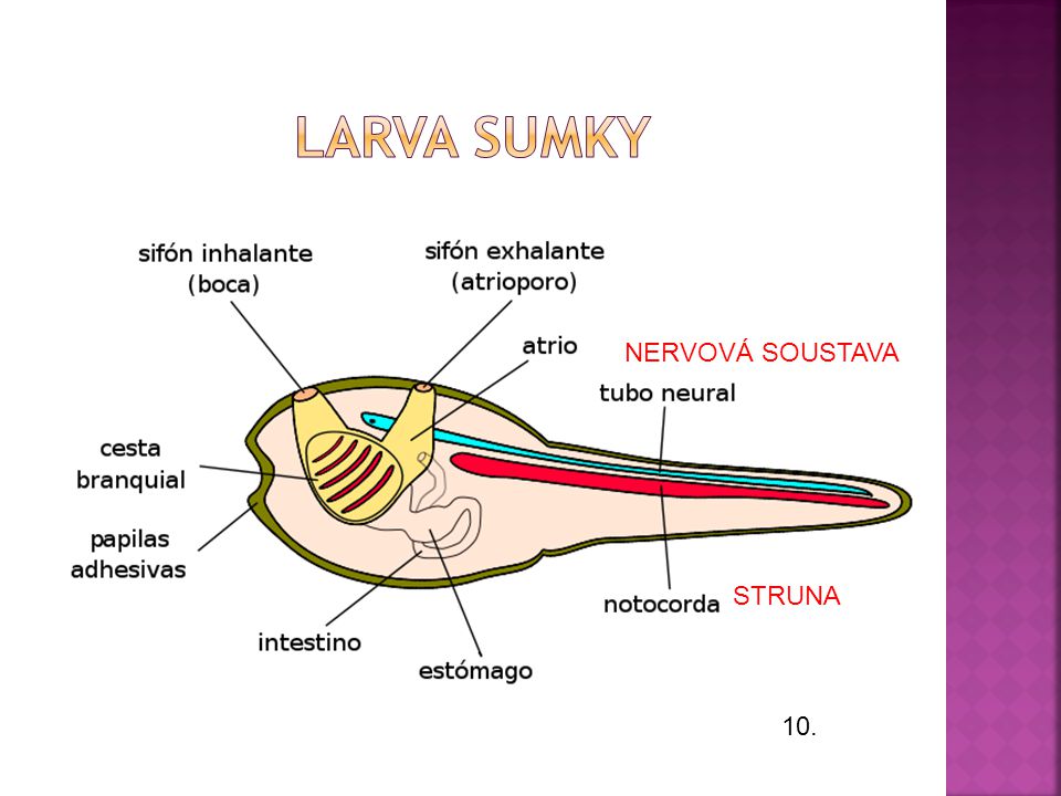 Larva sumky NERVOVÁ SOUSTAVA STRUNA 10.