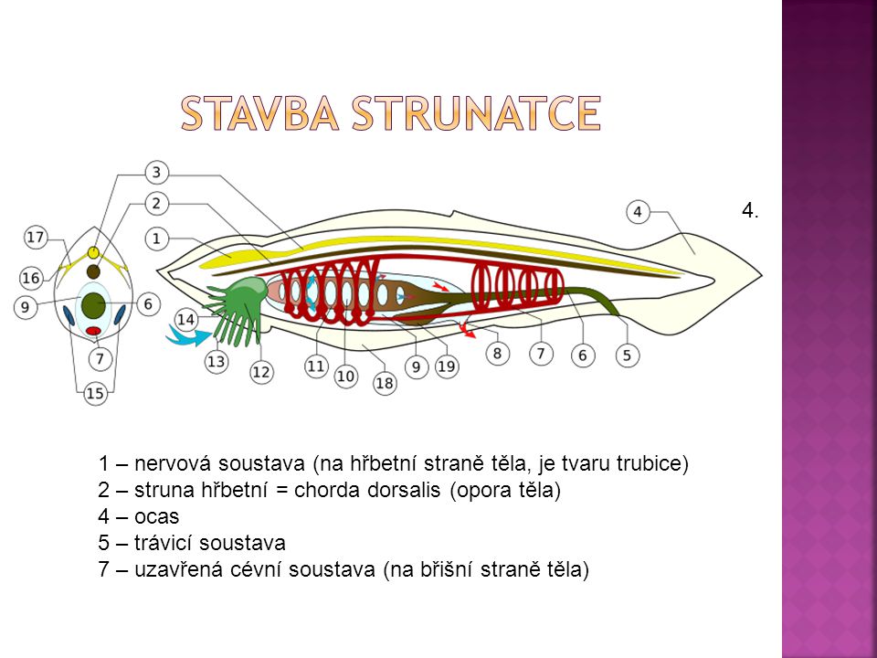 Stavba strunatce 4. 1 – nervová soustava (na hřbetní straně těla, je tvaru trubice) 2 – struna hřbetní = chorda dorsalis (opora těla)