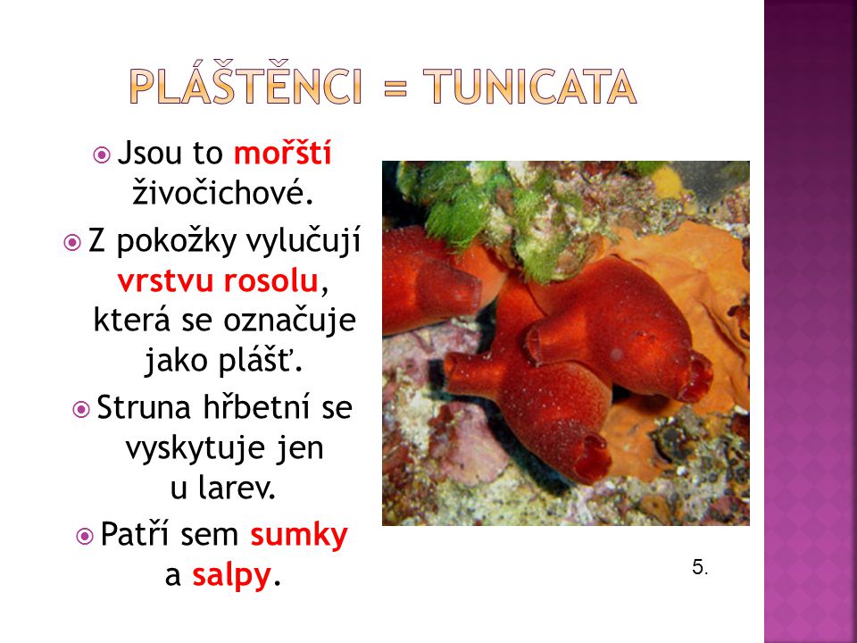 Pláštěnci = tunicata Jsou to mořští živočichové.