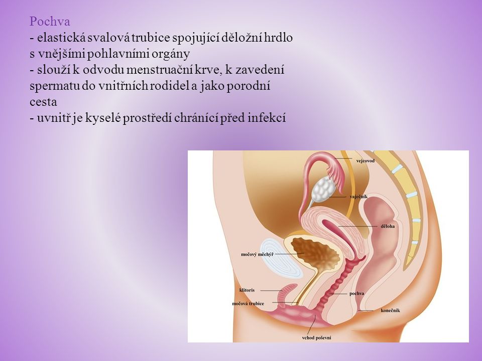 Pochva - elastická svalová trubice spojující děložní hrdlo s vnějšími pohlavními orgány.