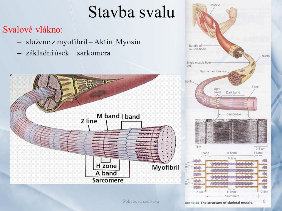 Stavba svalu Svalové vlákno: složeno z myofibril – Aktin, Myosin