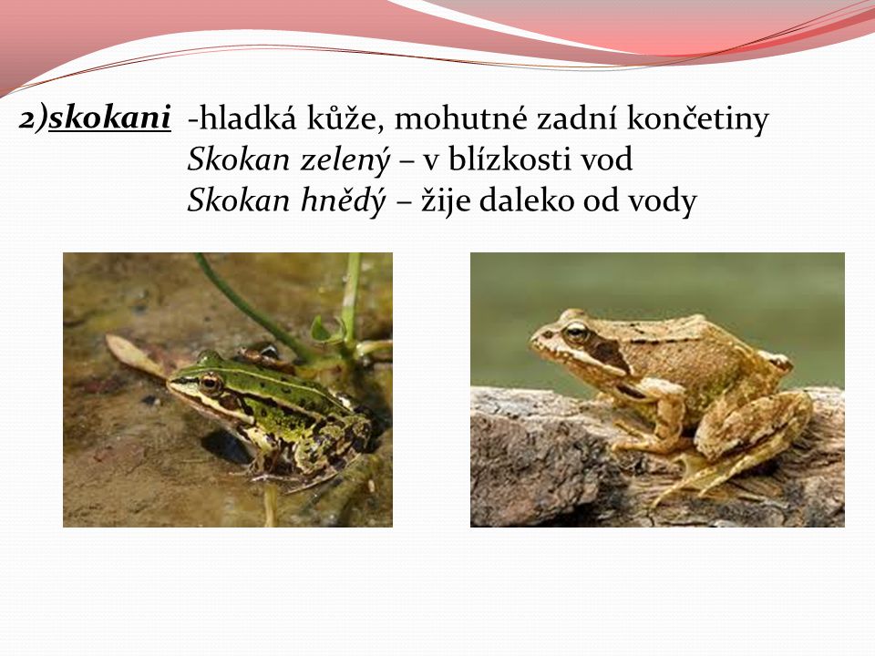 2)skokani -hladká kůže, mohutné zadní končetiny Skokan zelený – v blízkosti vod.