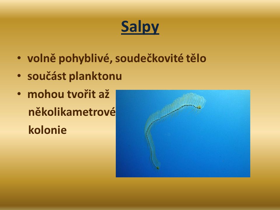 Salpy volně pohyblivé, soudečkovité tělo součást planktonu