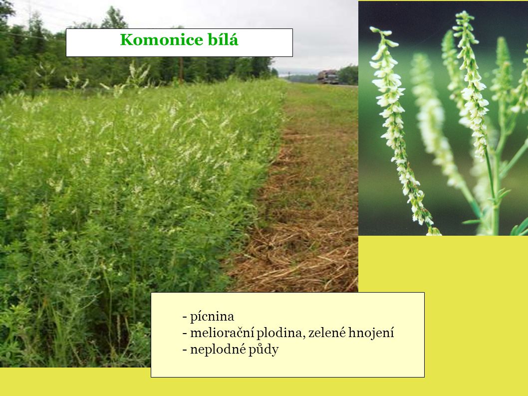 Komonice bílá - pícnina - meliorační plodina, zelené hnojení