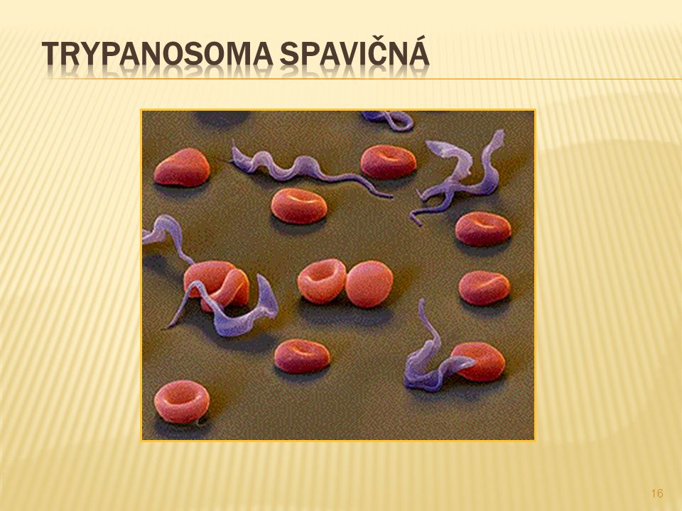Trypanosoma spavičná