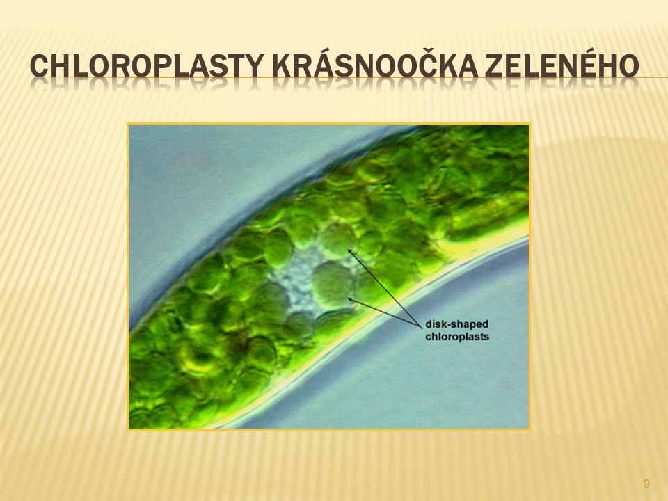 Chloroplasty krásnoočka zeleného