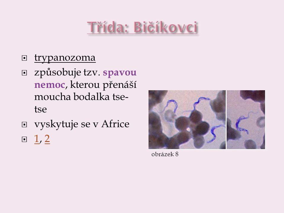 Třída: Bičíkovci trypanozoma
