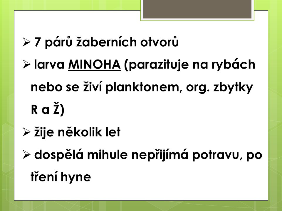 7 párů žaberních otvorů larva MINOHA (parazituje na rybách nebo se živí planktonem, org. zbytky R a Ž)