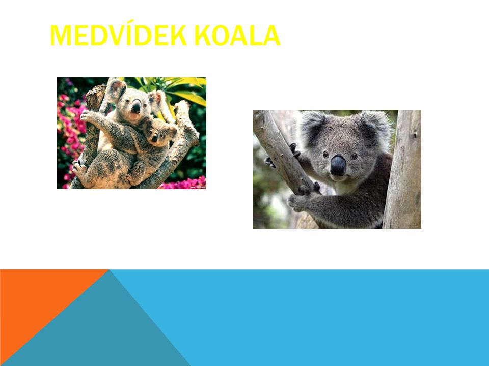 Medvídek Koala