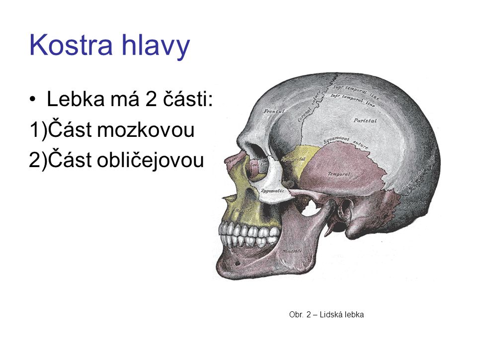 Kostra hlavy Lebka má 2 části: Část mozkovou Část obličejovou