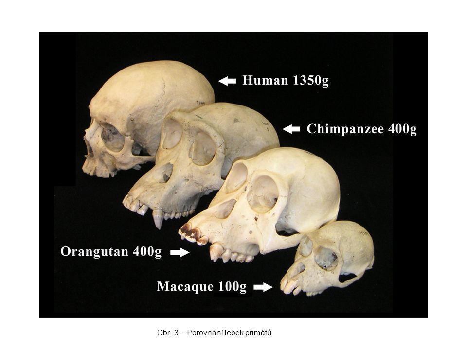 Obr. 3 – Porovnání lebek primátů