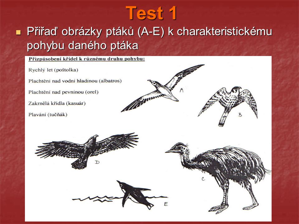 Test 1 Přiřaď obrázky ptáků (A-E) k charakteristickému pohybu daného ptáka