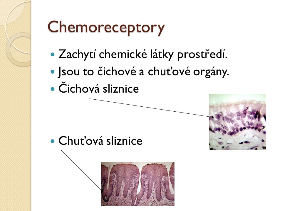Chemoreceptory Zachytí chemické látky prostředí.