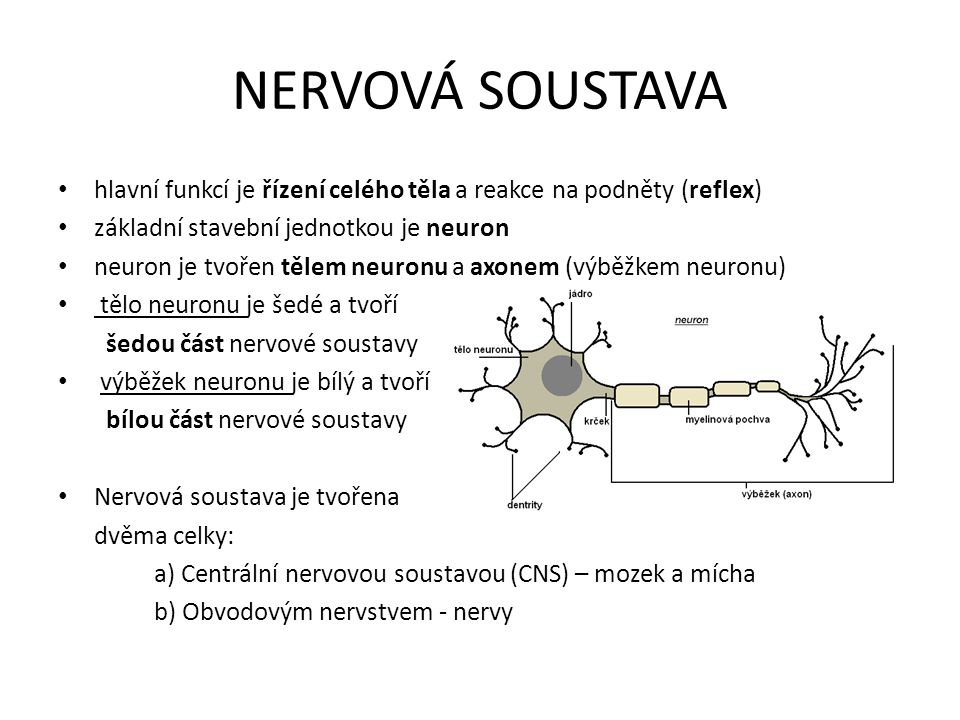 NERVOVÁ SOUSTAVA hlavní funkcí je řízení celého těla a reakce na podněty (reflex) základní stavební jednotkou je neuron.