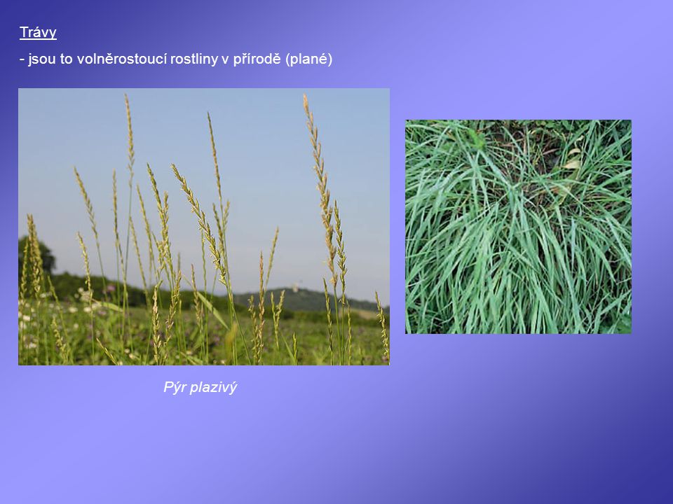 Trávy - jsou to volněrostoucí rostliny v přírodě (plané) Pýr plazivý