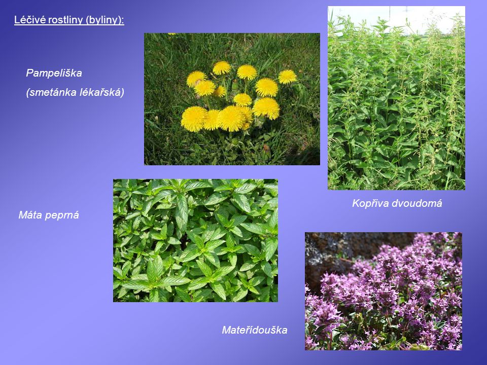 Léčivé rostliny (byliny):