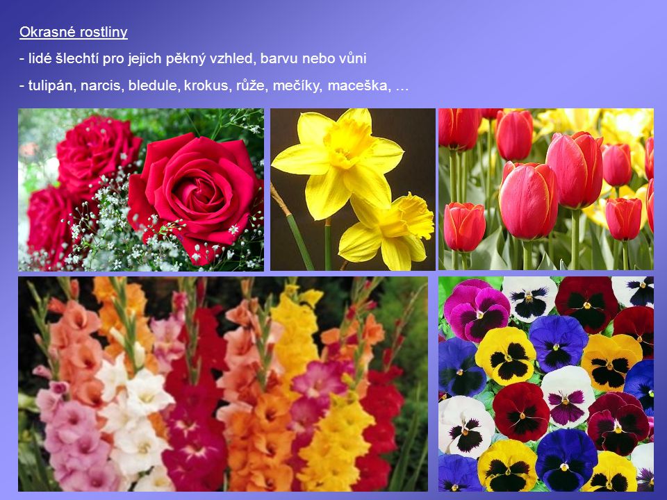 Okrasné rostliny - lidé šlechtí pro jejich pěkný vzhled, barvu nebo vůni.