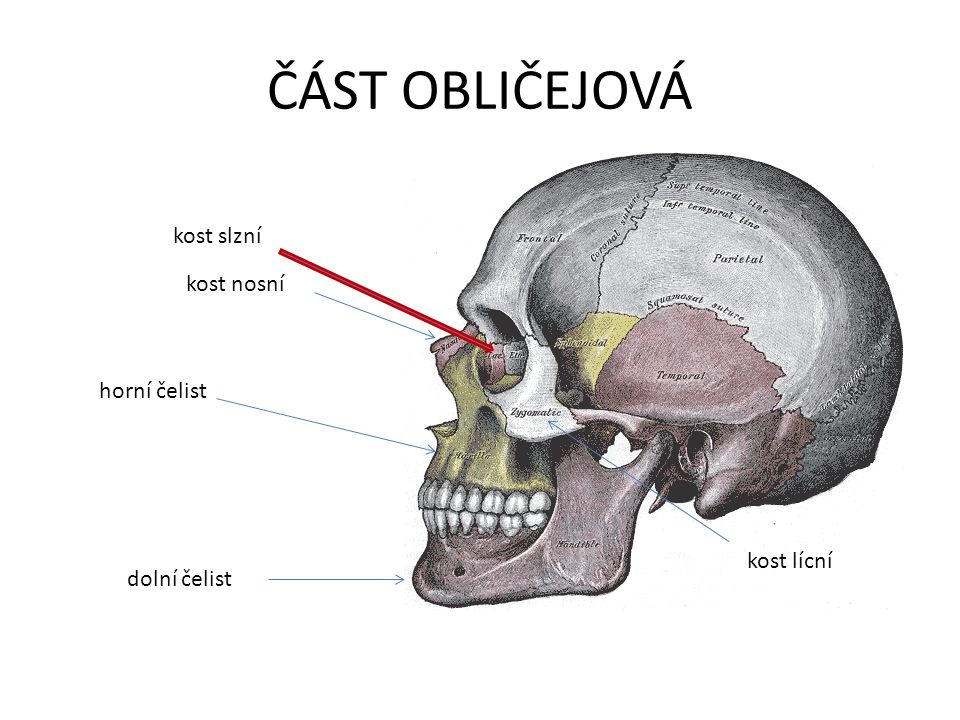 ČÁST OBLIČEJOVÁ kost slzní kost nosní horní čelist kost lícní