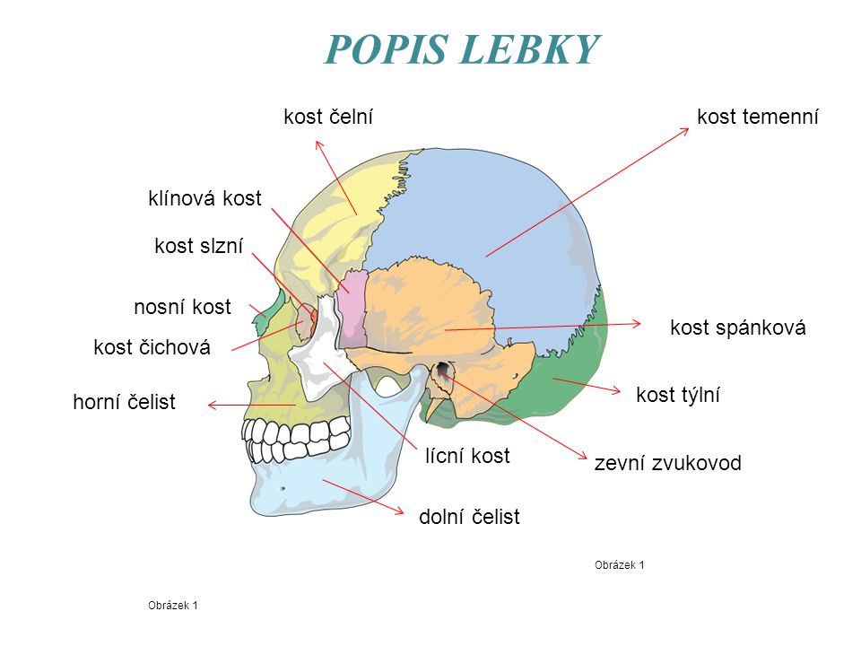 POPIS LEBKY kost čelní kost temenní klínová kost kost slzní nosní kost