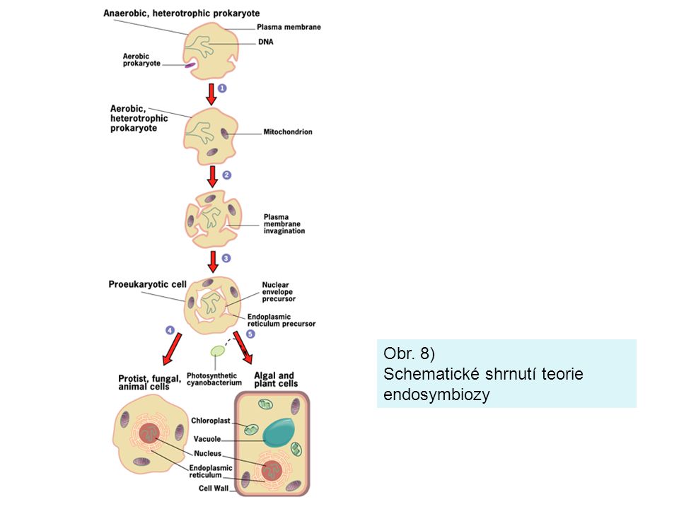 Obr. 8) Schematické shrnutí teorie endosymbiozy
