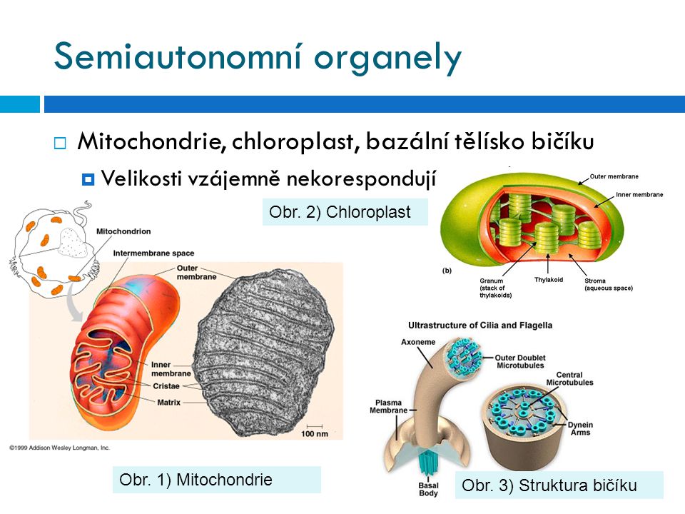 Semiautonomní organely