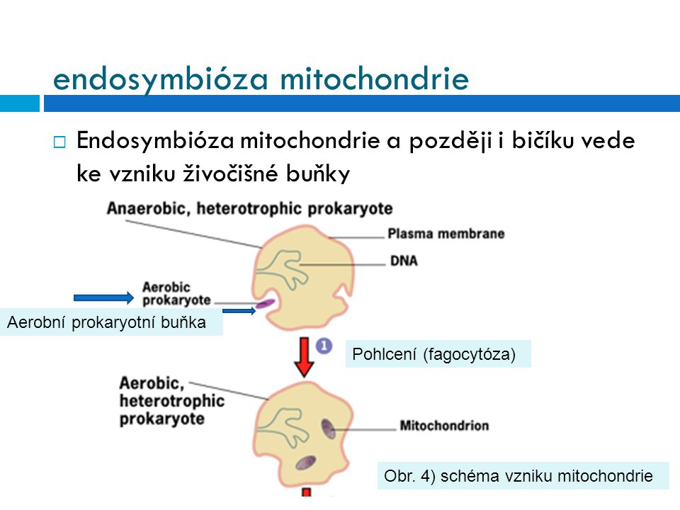 endosymbióza mitochondrie