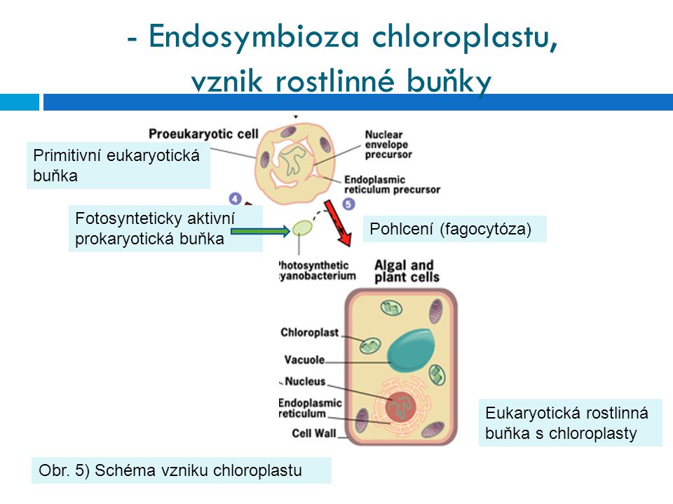 - Endosymbioza chloroplastu, vznik rostlinné buňky