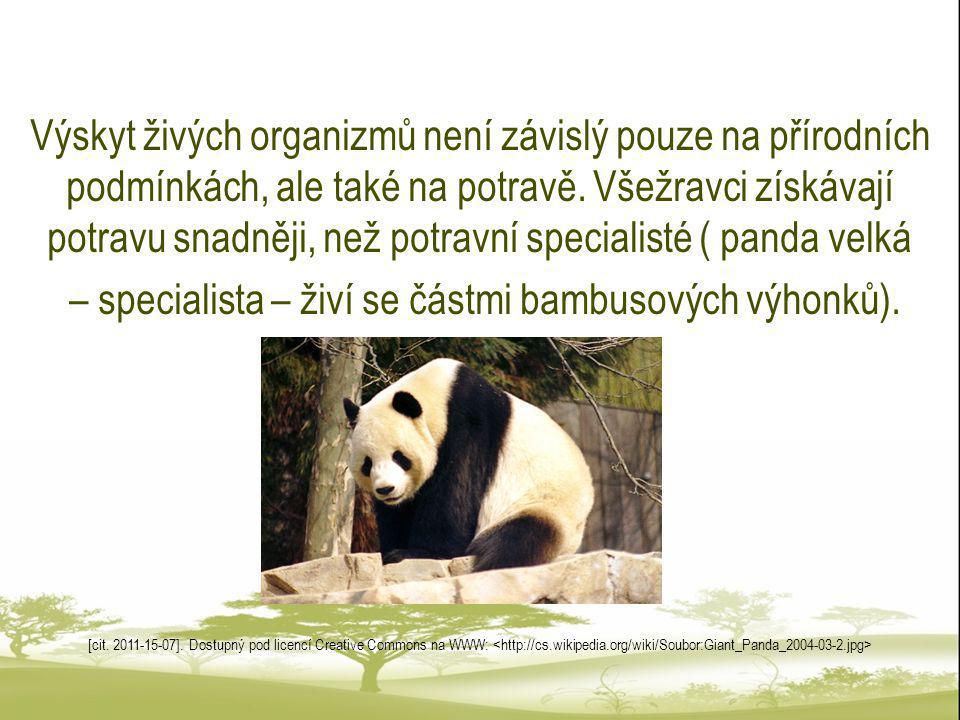 – specialista – živí se částmi bambusových výhonků).