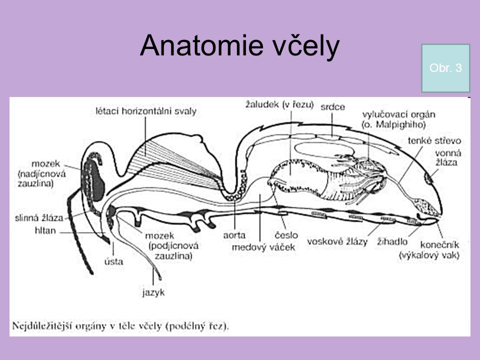 Anatomie včely Obr. 3