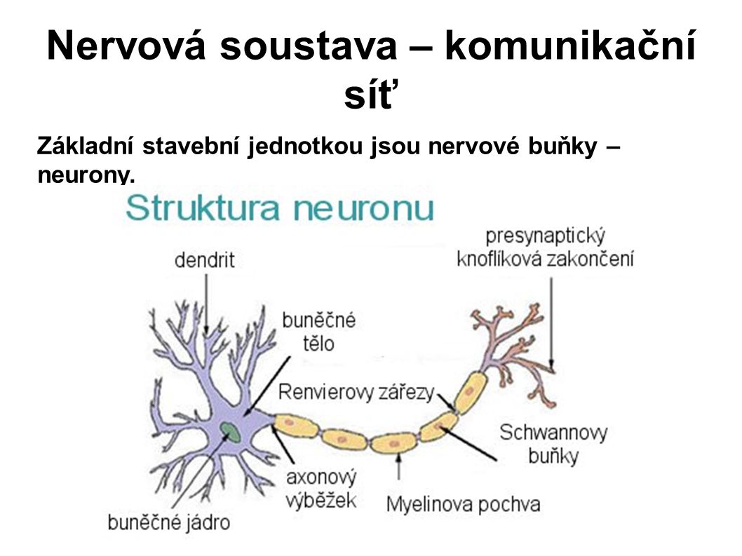 Nervová soustava – komunikační síť