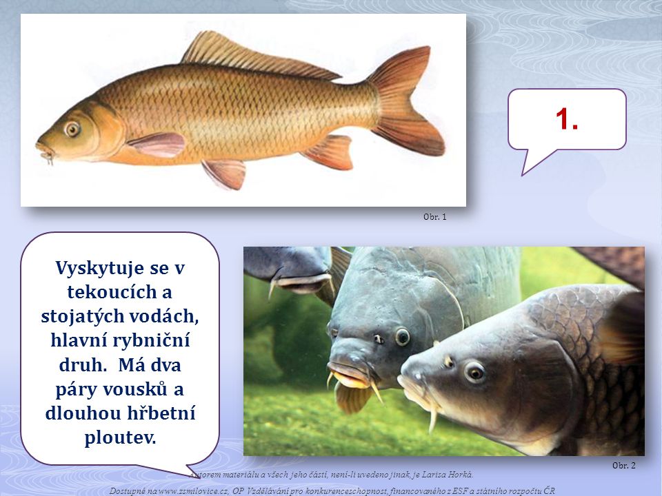 Obr Vyskytuje se v tekoucích a stojatých vodách, hlavní rybniční druh. Má dva páry vousků a dlouhou hřbetní ploutev.