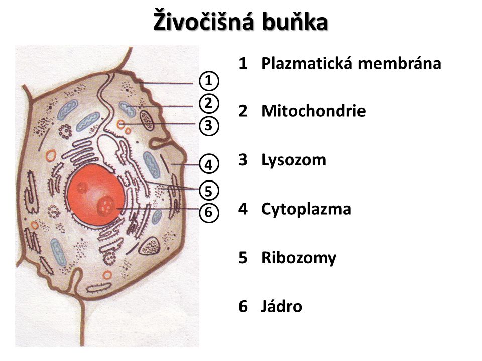 Živočišná buňka 1 Plazmatická membrána 2 Mitochondrie 3 Lysozom 4